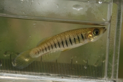 Lined Topminnow photo 2