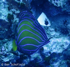 Pomacanthus annularis