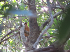 Ptiloris victoriae