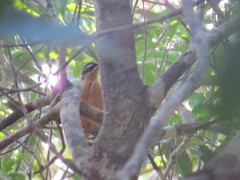Ptiloris victoriae