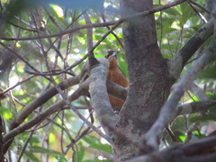 Ptiloris victoriae