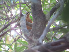 Ptiloris victoriae