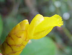 Costus lasius