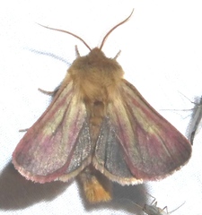 Nephelodes carminata