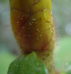 Costus lasius