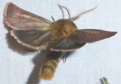 Nephelodes carminata