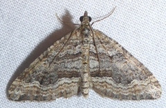 Perizoma custodiata