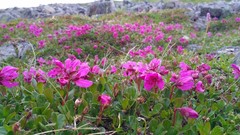 Rhododendron camtschaticum