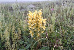Pedicularis oederi