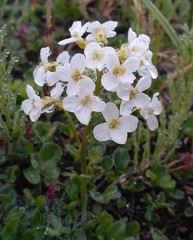 Cardamine microphylla
