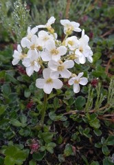 Cardamine microphylla