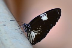 Euploea radamanthus