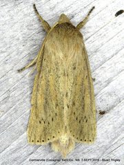 Globia oblonga