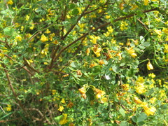 Mediterranean Scorpion Senna (Coronilla valentina)
