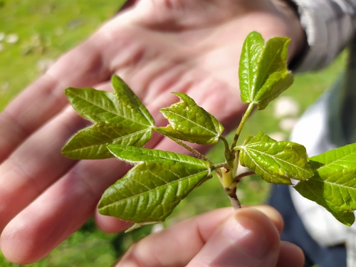 Acer monspessulanum monspessulanum