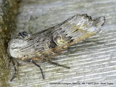 Lithomoia germana