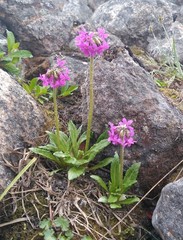 Primula tschuktschorum