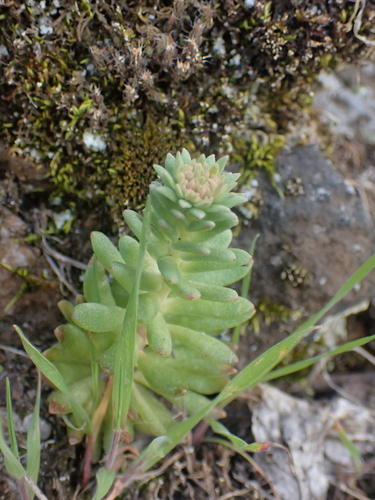 Image of Sedum leibergii by no rights reserved