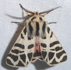 Apantesis nevadensis