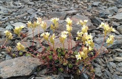 Saxifraga bronchialis funstonii