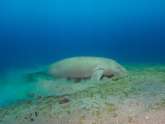 Dugong dugon