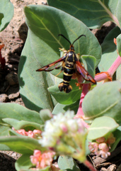Synanthedon chrysidipennis