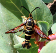 Synanthedon chrysidipennis