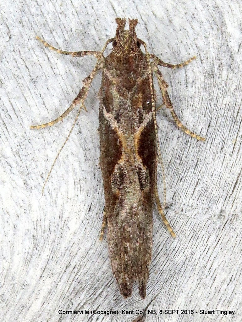 Gelechiinae