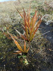 Libertia peregrinans
