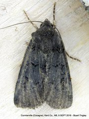 Euxoa velleripennis