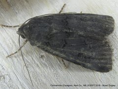 Euxoa velleripennis