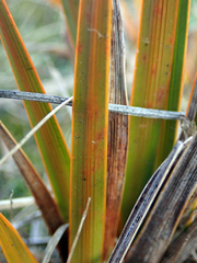 Libertia peregrinans