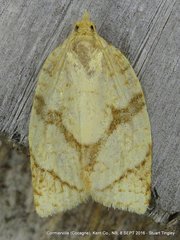 Adoxophyes negundana