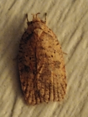 Agonopterix thelmae