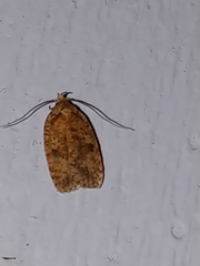 Agonopterix thelmae