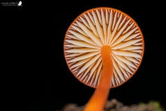 Cyptotrama hygrocyboides