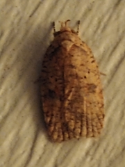 Agonopterix thelmae