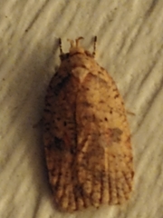 Agonopterix thelmae