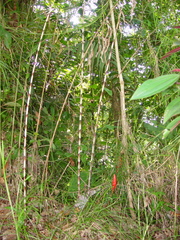Costus stenophyllus image