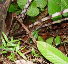 Costus stenophyllus