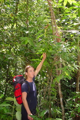 Costus stenophyllus