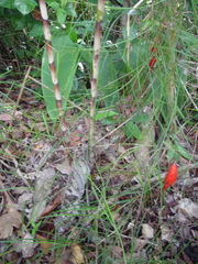 Costus stenophyllus