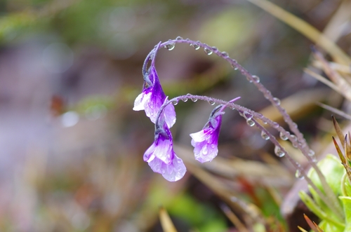 Pinguicula corsica