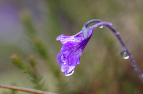 Pinguicula corsica
