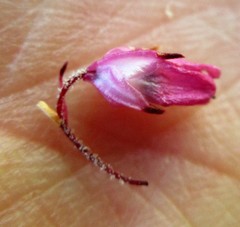 Erica cubica