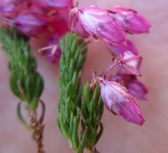 Erica cubica