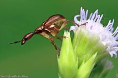 Cycnotrachelus