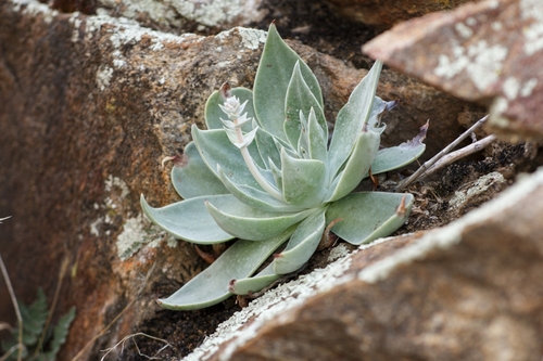 Dudleya arizonica
