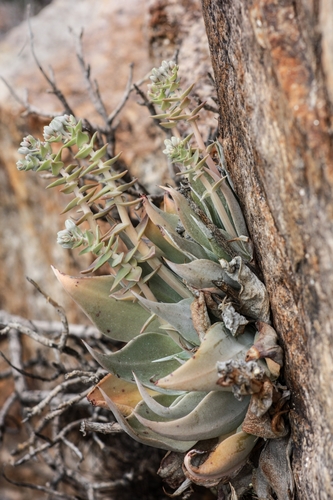 Dudleya arizonica