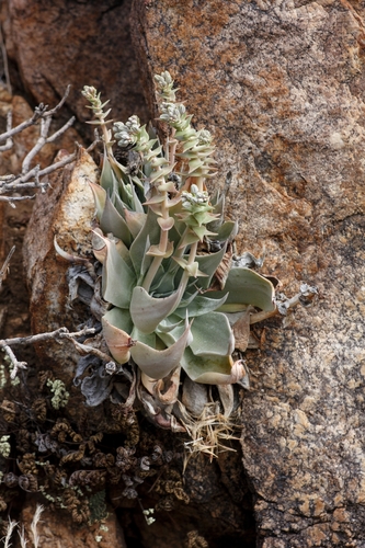 Dudleya arizonica Rose